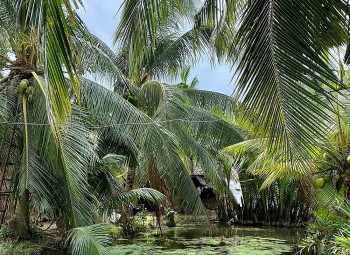 Phát triển thương hiệu cho sản phẩm nông nghiệp Bến Tre