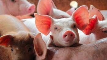 Giá heo hơi bật tăng tại nhiều địa phương