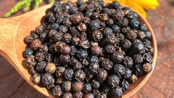 Thuế quan của Mỹ khiến giá tiêu đồng loạt giảm