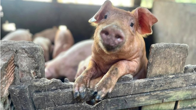 Giá heo hơi tiếp tục xu hướng tích cực