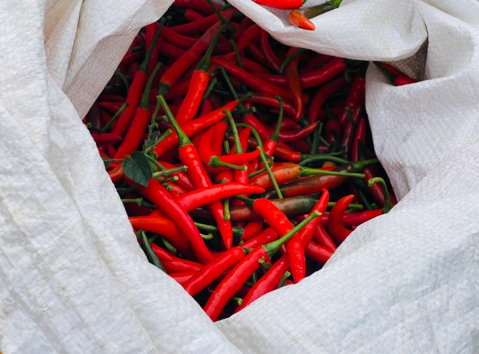 Nếu như năm ngoái, giá ớt chỉ 7.000 đồng/kg, thì năm nay tăng lên 70.000 đồng/kg.