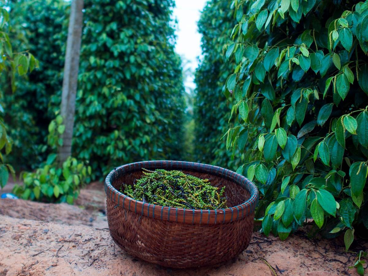 Giá tiêu trong nước hôm nay 9/4 tiếp tục lặp lại mức giảm kỷ lục.