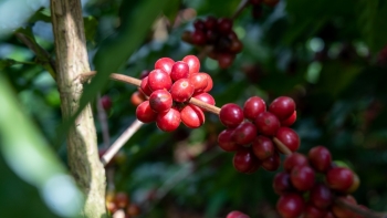 Giá cà phê lấy lại đà tăng