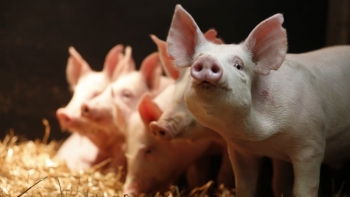 Giá heo hơi bật tăng nhanh tại thị trường miền Nam