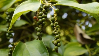 Giá tiêu tăng cao sau tuần lượn sóng