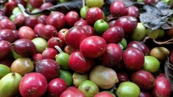 Vượt bão thuế quan, giá cà phê tăng mạnh trở lại