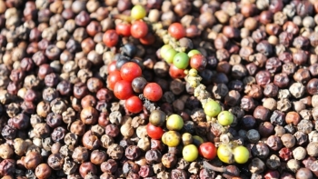 Tiêu bị mất mùa nên nhiều nông dân tin rằng sẽ được giá