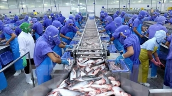 Mỹ hoãn thuế 90 ngày: Cơ hội "vàng" cho cá tra Việt Nam chiếm lĩnh thị trường