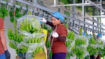 Thương mại nông sản Việt Nam – Trung Quốc nhìn từ những con số