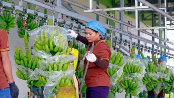 Thương mại nông sản Việt Nam – Trung Quốc nhìn từ những con số