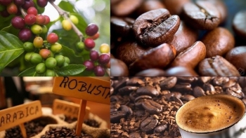 Chế biến sâu, đa dạng hoá thị trường sẽ giúp cà phê Việt vượt “bão thuế quan”