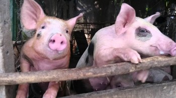 Giá heo hơi giữ đỉnh giá, nhưng kỳ vọng tăng vẫn còn đó?