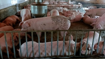 Giá heo hơi đảo chiều giảm nhẹ tại Miền Bắc