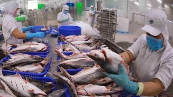 Thủy sản Việt “chinh phục” thị trường chiến lược, vượt rào cản thuế quan mới