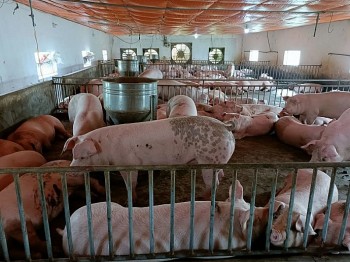 Giá heo hơi đảo chiều giảm nhẹ tại Miền Bắc