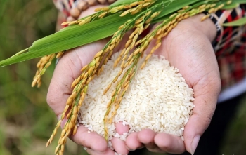 Từ nay đến cuối năm, giá gạo xuất khẩu sẽ tăng nhưng không nhiều