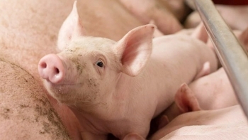 Giá heo hơi tăng ở miền Nam, giảm nhẹ tại miền Bắc