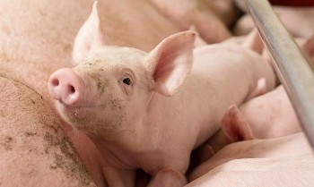 Giá heo hơi tăng ở miền Nam, giảm nhẹ tại miền Bắc