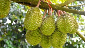 Nỗi lo "sầu riêng" thành "sầu chung" đang hiện hữu