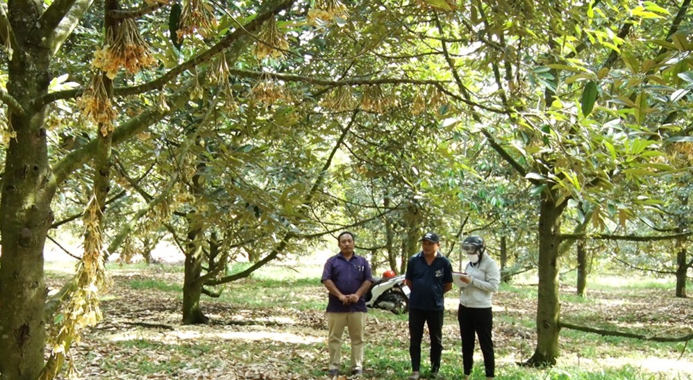 trồng sầu riêng theo hướng VietGAP. Ảnh Báo Đồng Nai