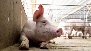 Giá heo hơi tiếp đà giảm, thị trường miền Bắc mất mốc 69.000 đồng/kg