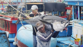 Mở rộng thị trường xuất khẩu giúp cá ngừ Việt Nam đứng vững trước “cơn sóng” thuế quan từ Mỹ