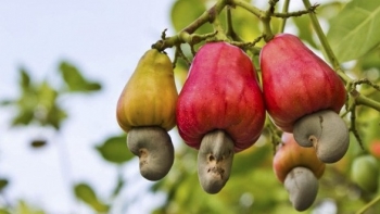 Ngành điều Việt Nam tìm cơ hội xuất khẩu mới trước thách thức thuế quan