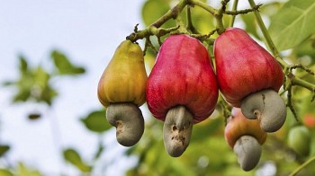 Ngành điều Việt Nam tìm cơ hội xuất khẩu mới trước thách thức thuế quan