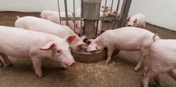 Giá heo hơi tiếp đà giảm tại miền Bắc