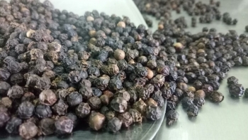 Giá tiêu dừng đà tăng