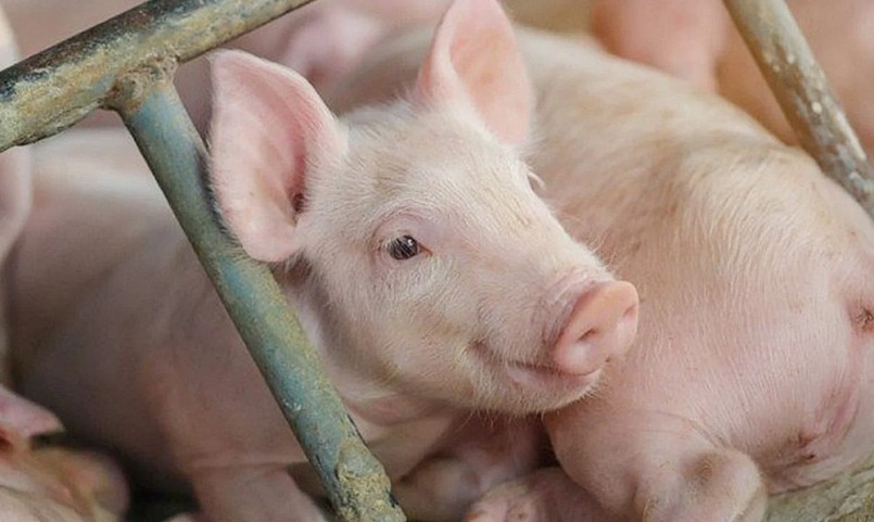 Giá heo hơi tiếp tục lao dốc tại miền Bắc