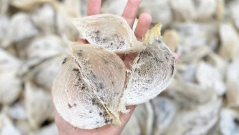 Cơ hội xuất khẩu hàng tỉ USD mặt hàng yến thô sang Trung Quốc