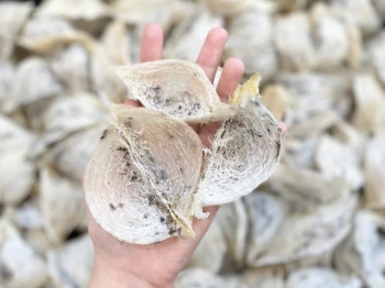 Cơ hội xuất khẩu hàng tỉ USD mặt hàng yến thô sang Trung Quốc