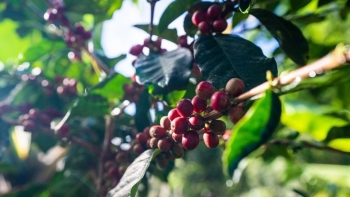 Giá cà phê trong nước bất ngờ giảm mạnh