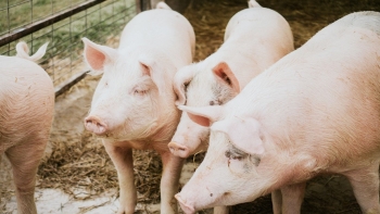 Giá heo hơi giảm nhẹ 1.000 đồng/kg tại miền Nam