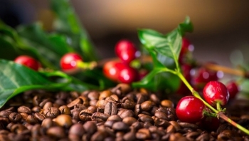 Lượng cà phê còn trong tay nông dân rất hạn chế