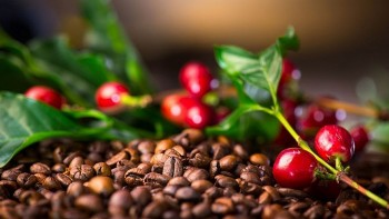 Lượng cà phê còn trong tay nông dân rất hạn chế