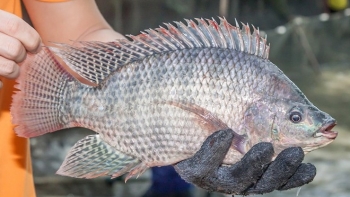 Mỹ là thị trường tiêu thụ lớn nhất cá rô phi Việt Nam