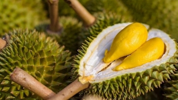 Vì sao sầu riêng Việt Nam "hụt hơi" ở thị trường Trung Quốc?