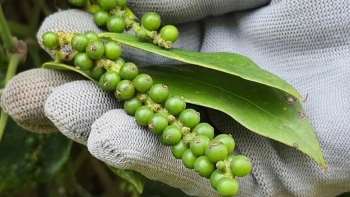 Nhu cầu tiêu đang cải thiện, nông dân Việt Nam bán cầm chừng