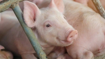 Giá heo hơi có thể đi xuống trong kỳ nghỉ lễ