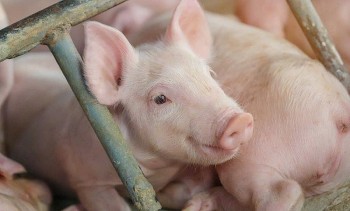 Giá heo hơi có thể đi xuống trong kỳ nghỉ lễ