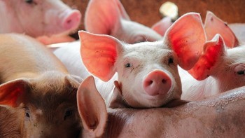 Giá heo hơi tăng nhẹ tại hai miền Bắc, Nam