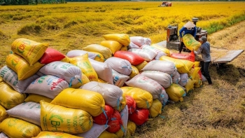 Bộ Công Thương thu hồi 10 giấy chứng nhận kinh doanh xuất khẩu gạo