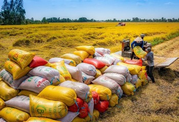 Bộ Công Thương thu hồi 10 giấy chứng nhận kinh doanh xuất khẩu gạo