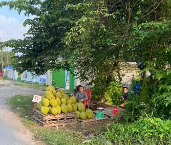 Xuất khẩu giảm sâu, nhà vườn đem sầu riêng ra ven đường bán để tránh thua lỗ