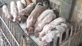 Giá heo hơi tiếp tục "hạ nhiệt" tại miền Nam