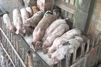 Giá heo hơi tiếp tục "hạ nhiệt" tại miền Nam