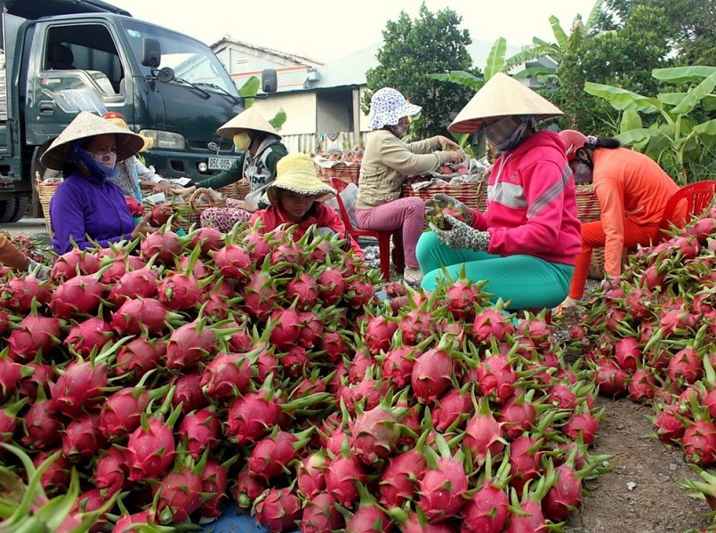 Xuất khẩu sầu riêng, trái cây sang thị trường Trung Quốc giảm mạnh