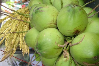 Nắng nóng, giá dừa tươi tăng cao kỷ lục